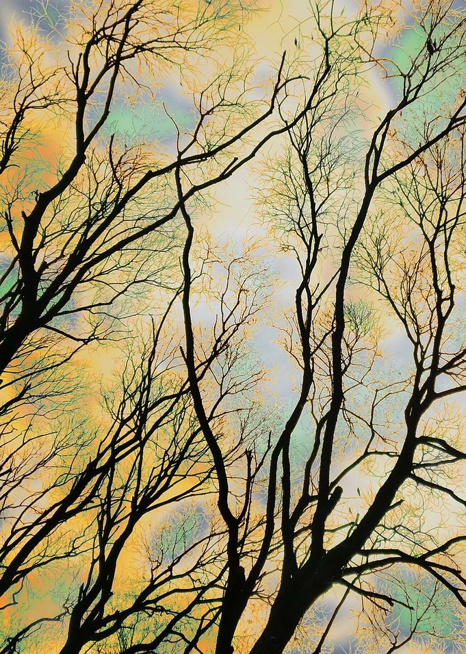 Branches in a Gloomy Sky