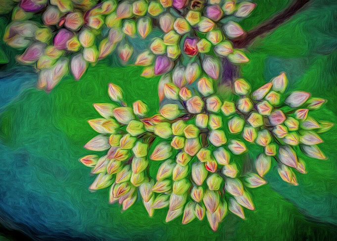 Pink and Green Buds