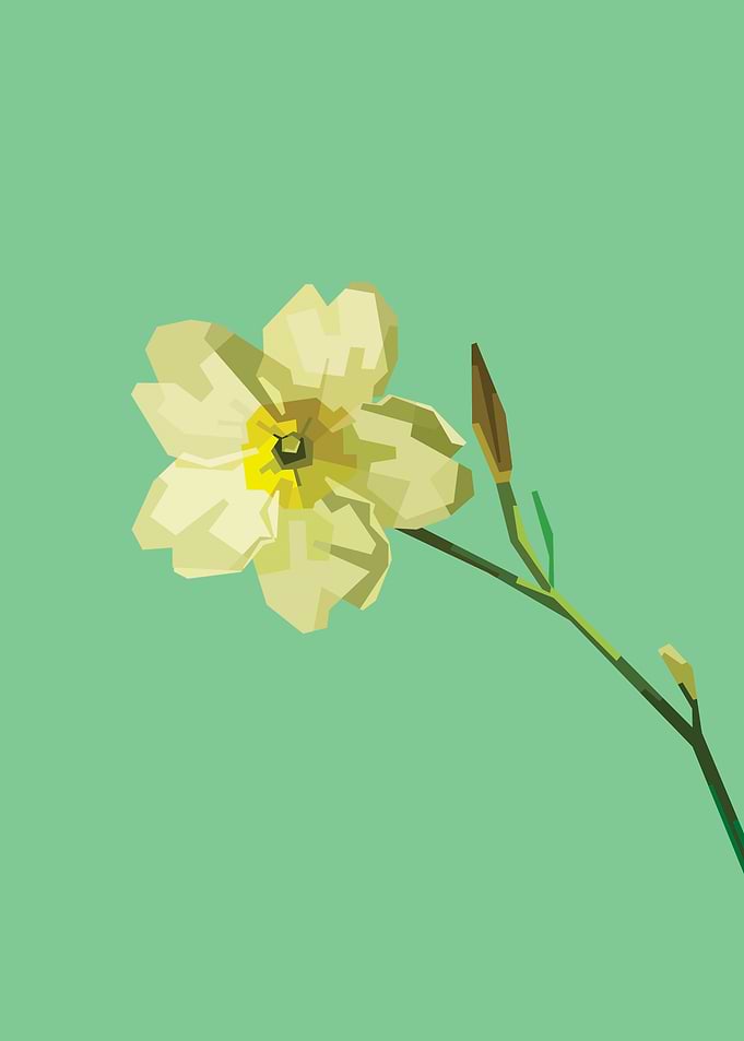 Primrose