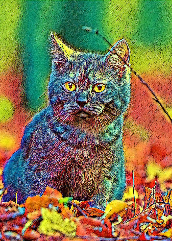 AnimalColor Cat 001