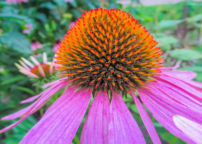 medicine Flower