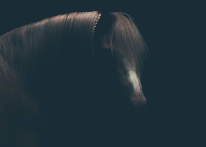 Dreams in the Dark