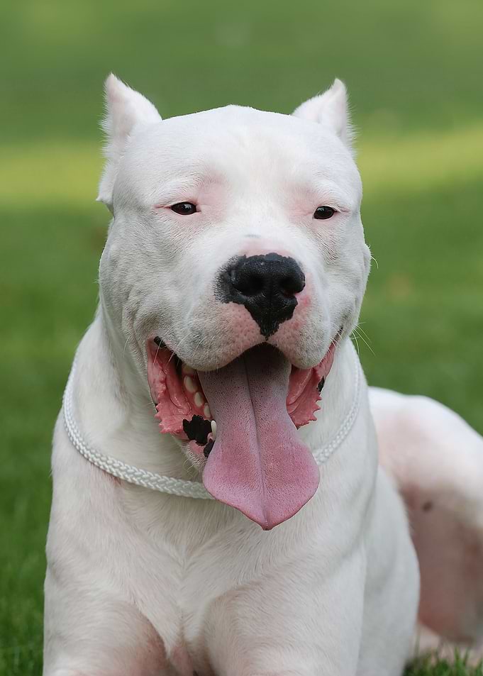 Dogo Argentino