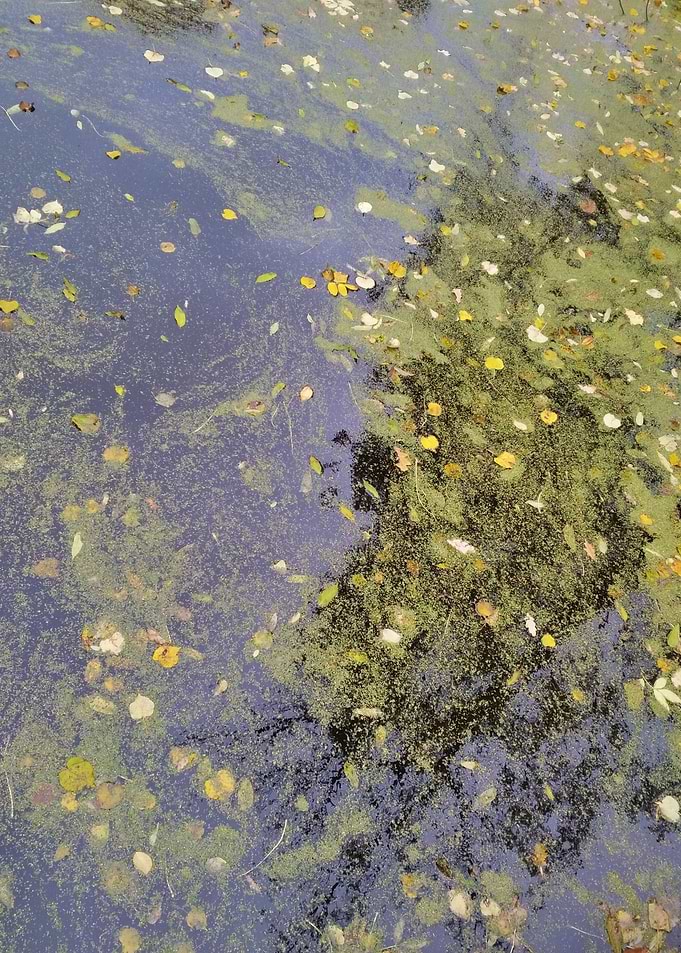 Water and Leaves