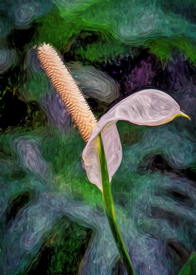 Peace Lily