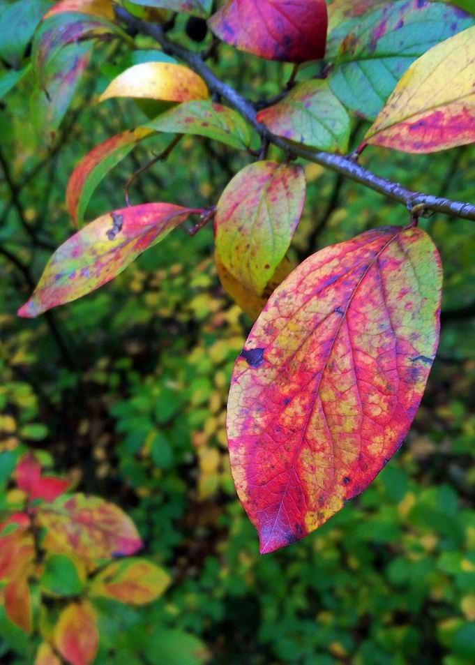 Autumn Leaves 3