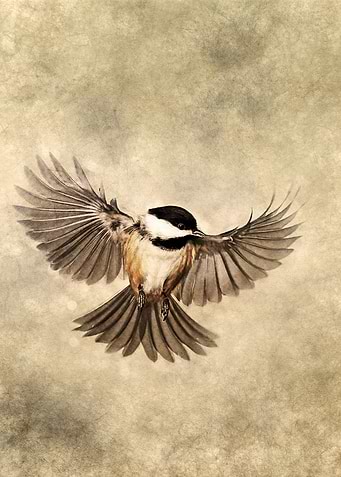 Black Tit