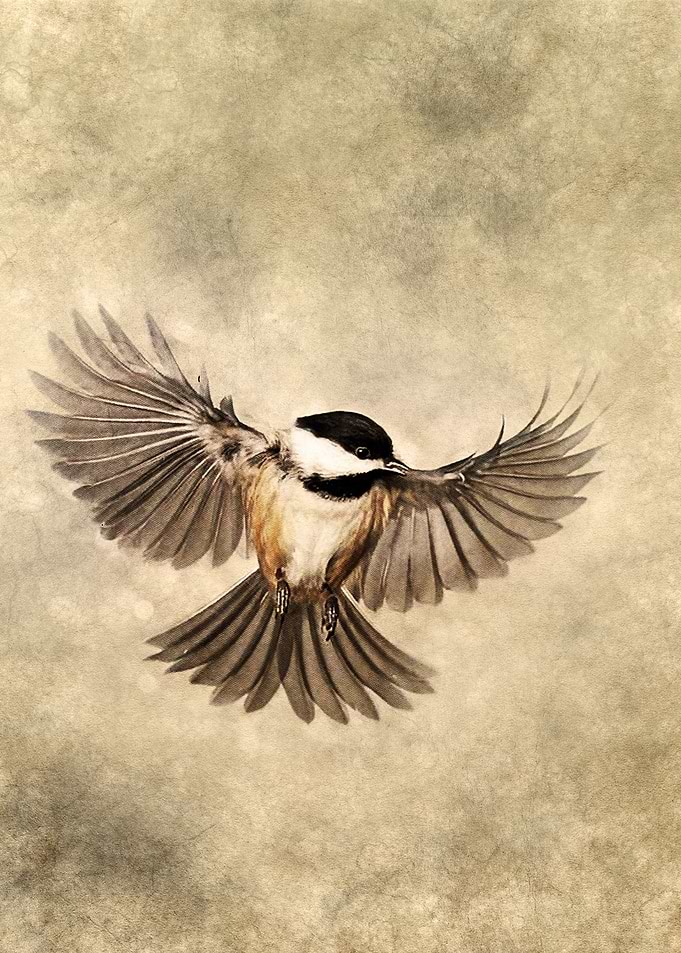 Black Tit