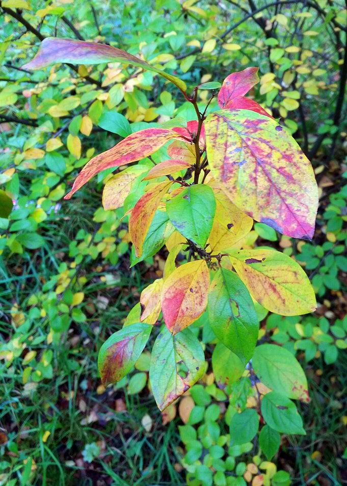 Autumn Leaves 4