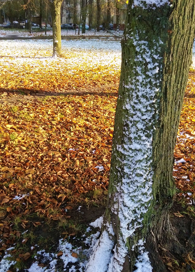 Winter Tree