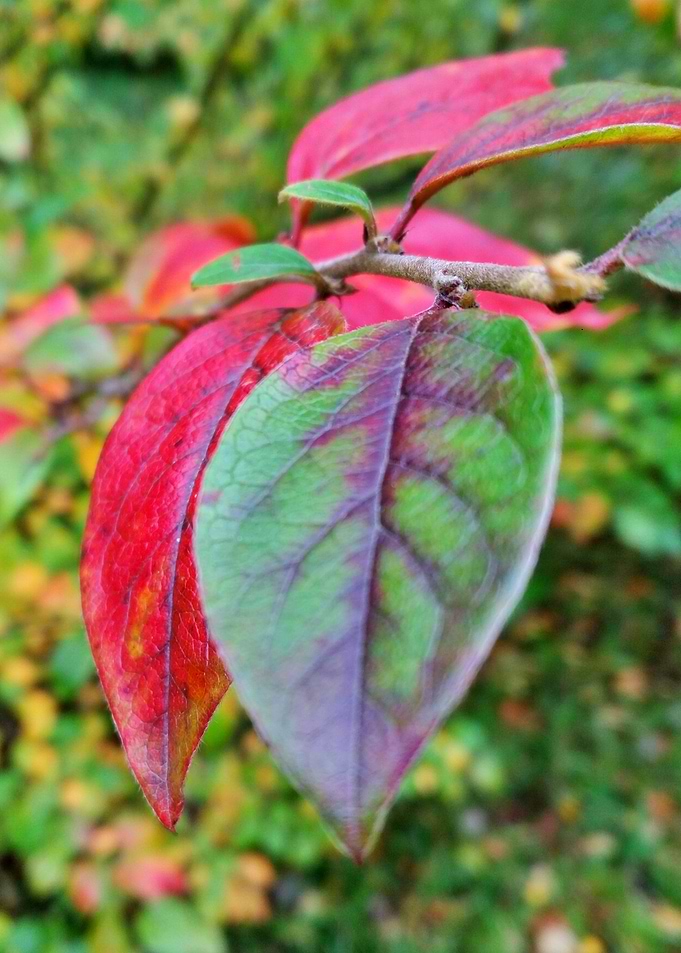 Autumn Leaves 2