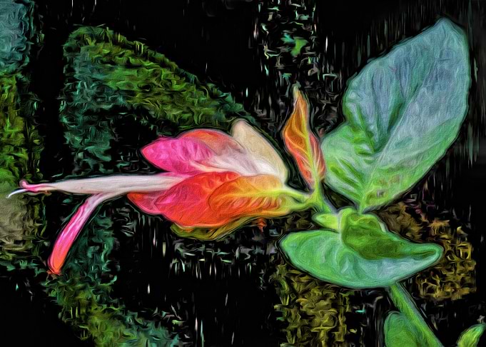 Shrimp Plant Sideview