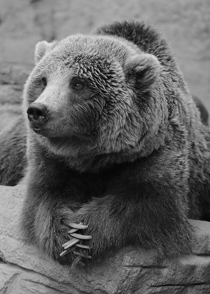 Bear Watch