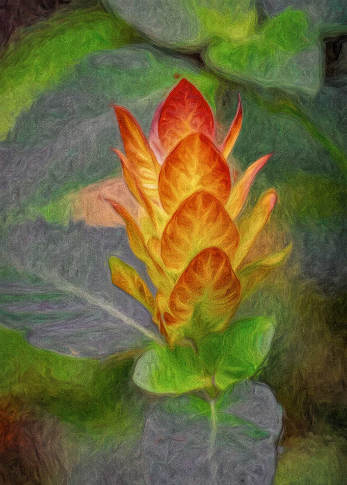 Shrimp Plant Flower