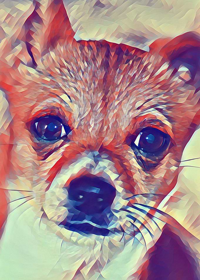 chihuahua