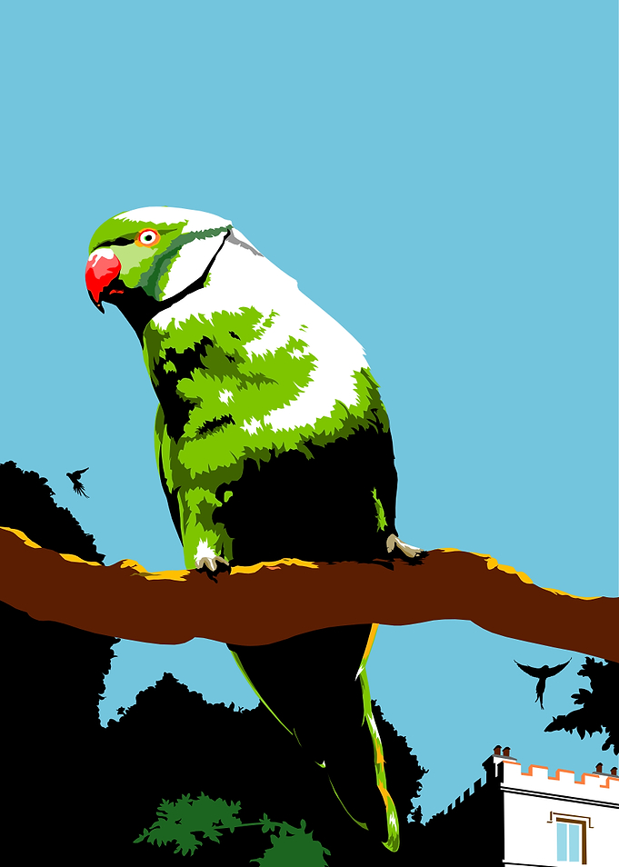Parakeets in the park