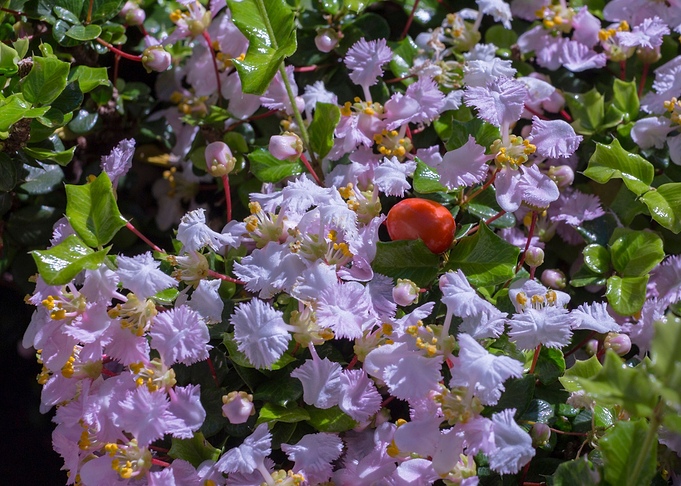 Tropical Holly Bush