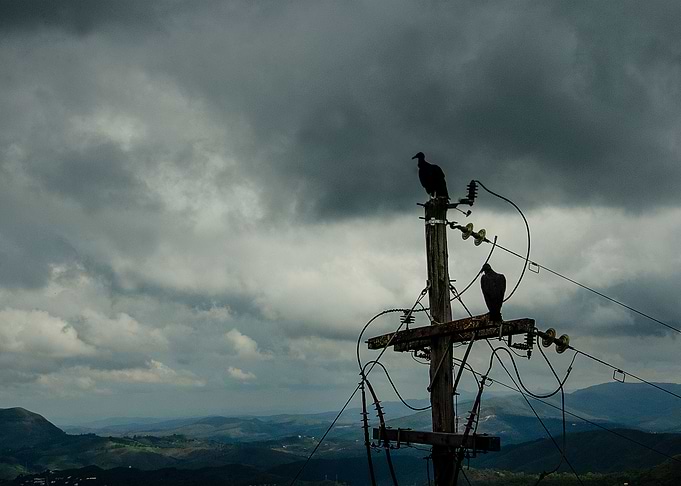 Vulture