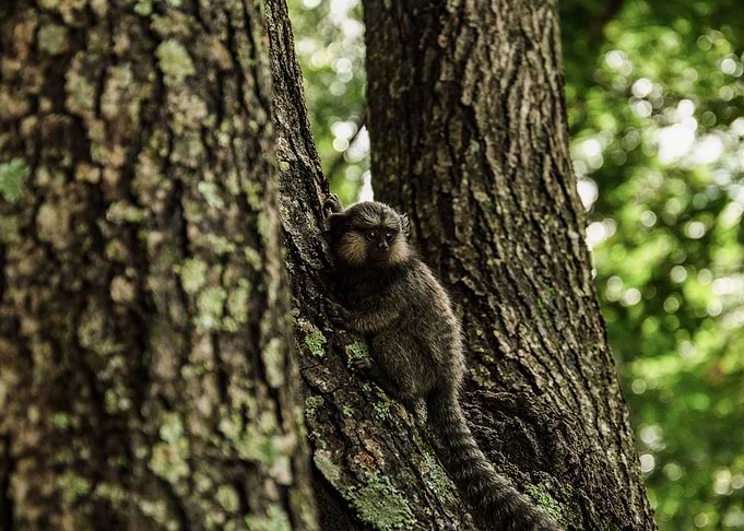 Puppy of Sagui