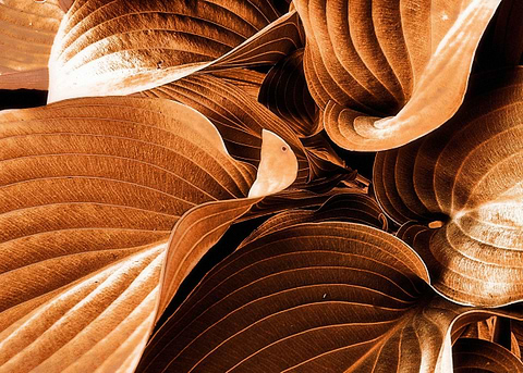 Monochrome brown leaf