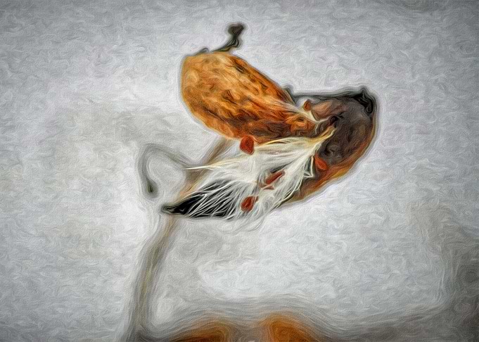 Winter Milkweed