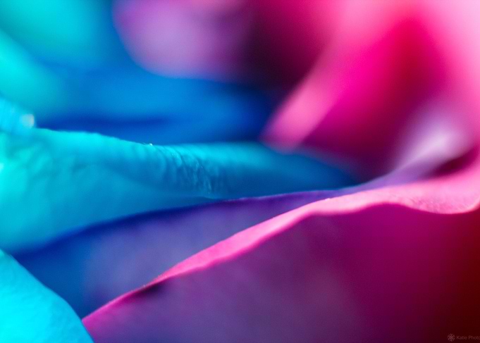 Colorful Rose
