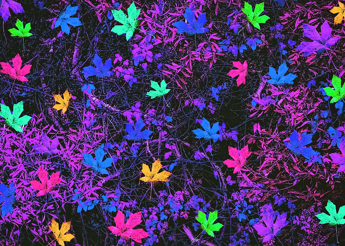 colorful maple leaves