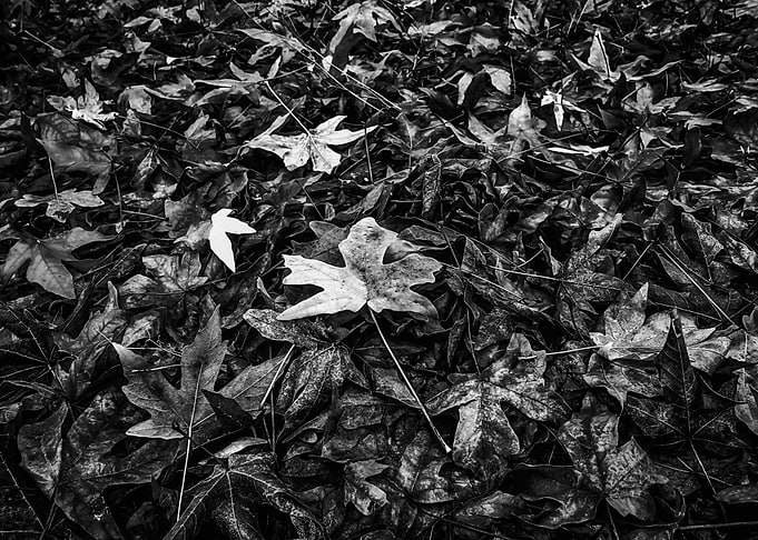 maple leaf texture