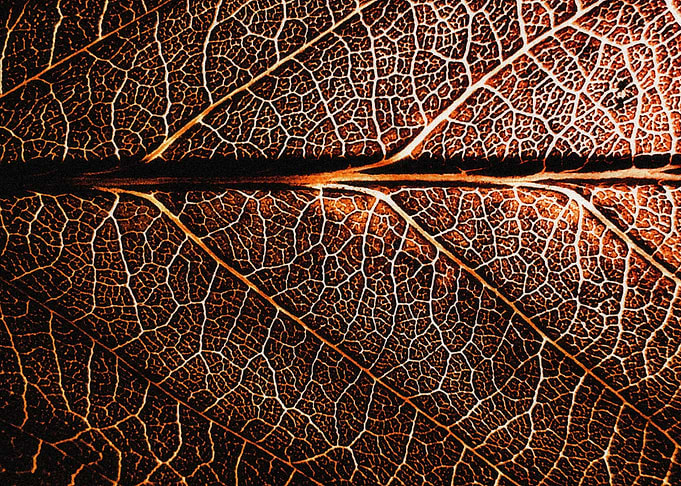 Dark brown leaf