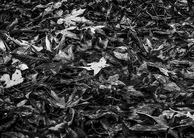 maple leaves