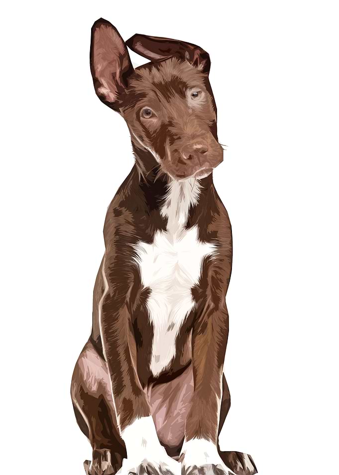 Dog 2 Oil