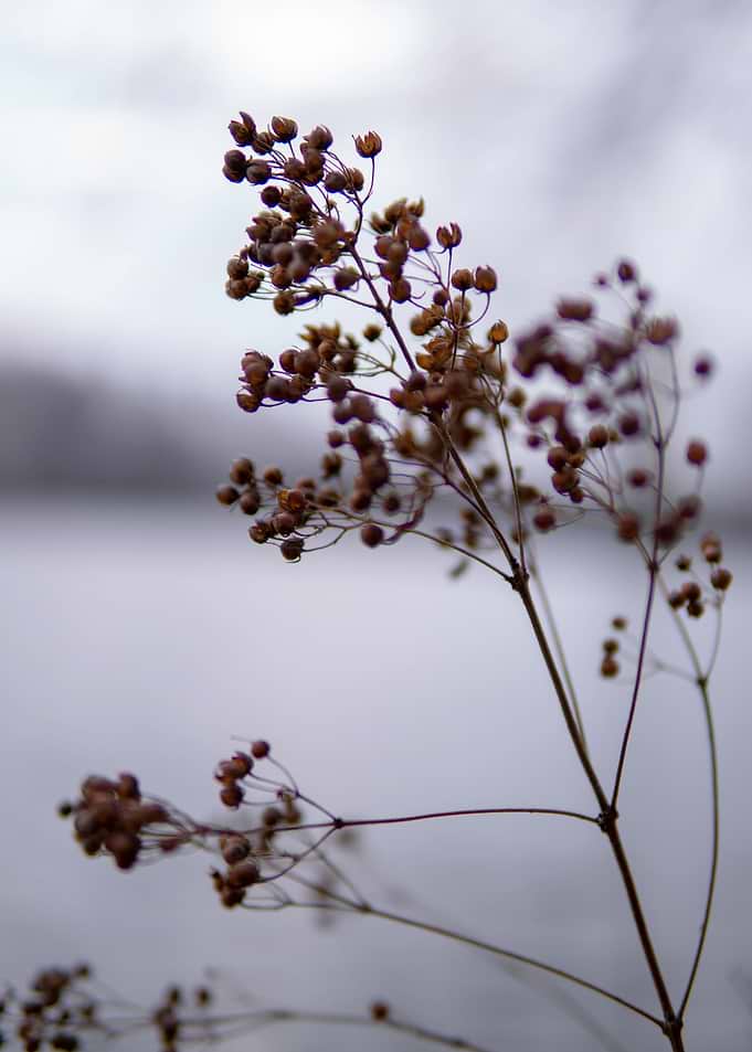 cold wildflowers