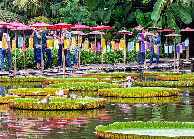 water lily on the water