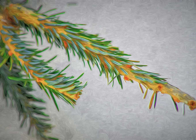 Pine Tree Branch