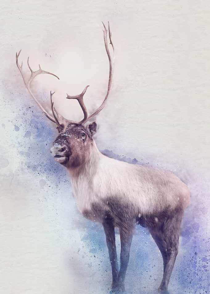 Deer