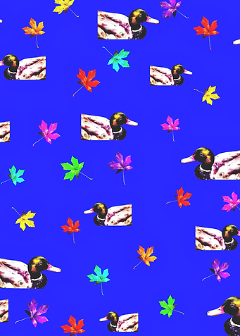 mallard duck and maple