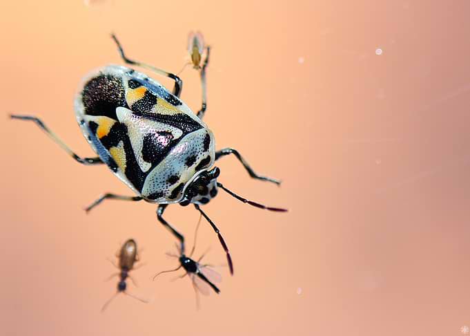 Colorful Bug