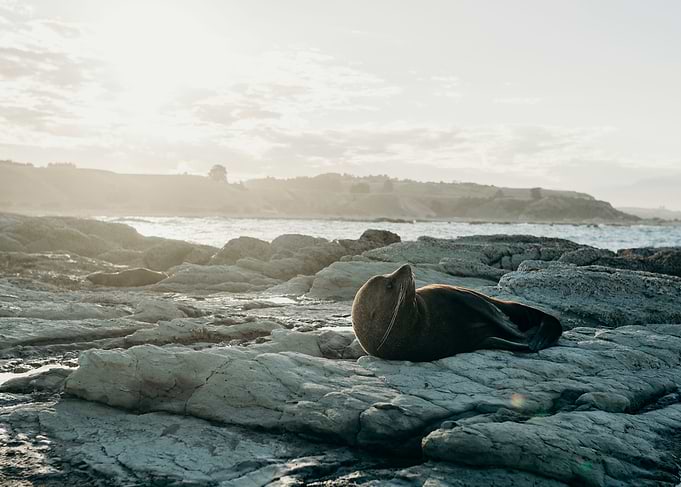 Kaikoura seal