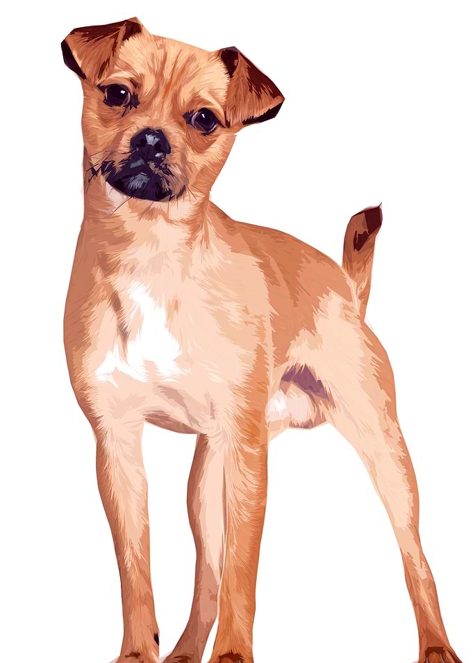 Dog Oil