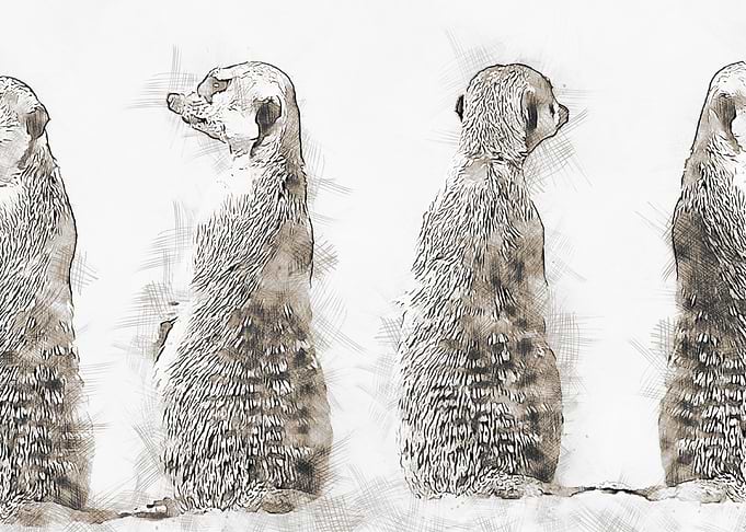 Meerkat 4