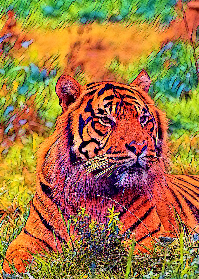 AnimalColor Tiger 002