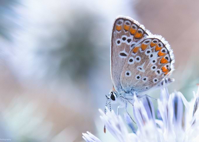 Icy Butterfly