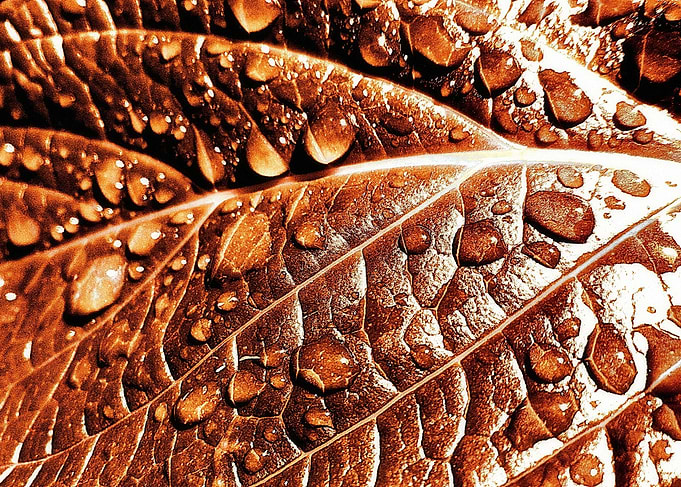 Leaf after rain