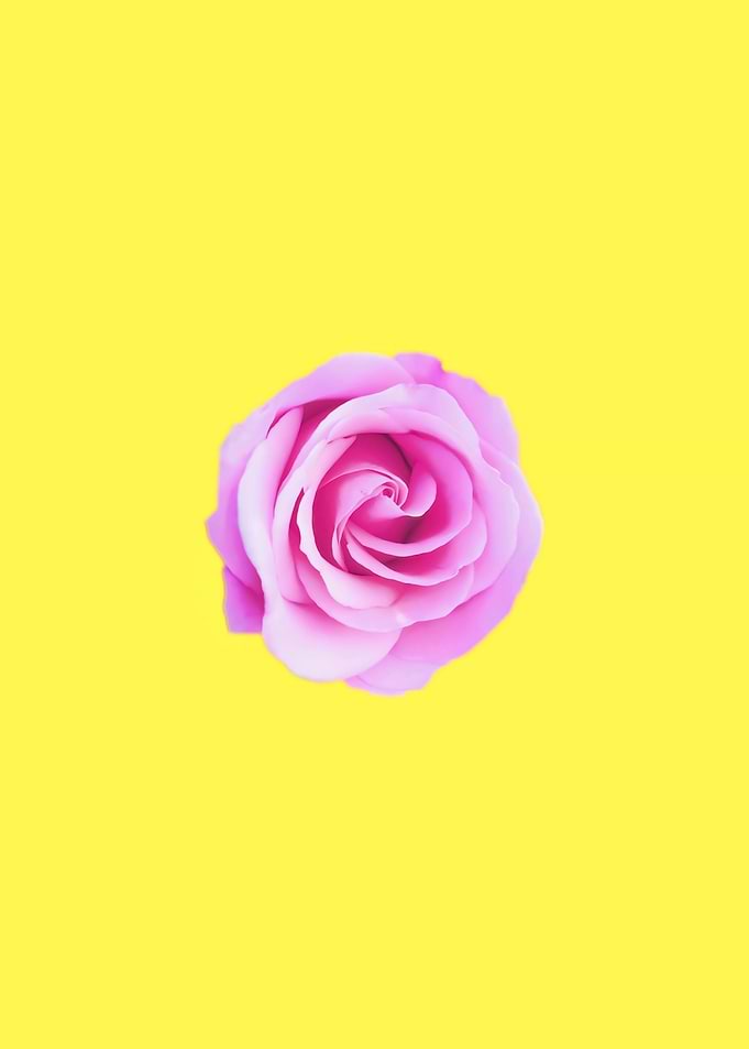 pink rose