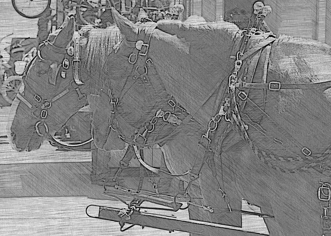 Horses