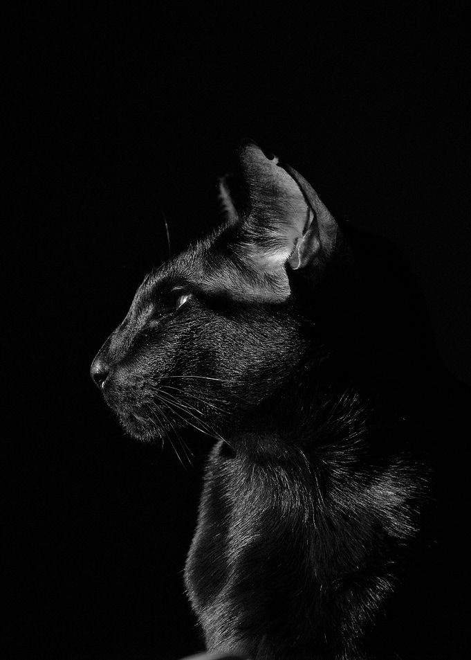 Black cat