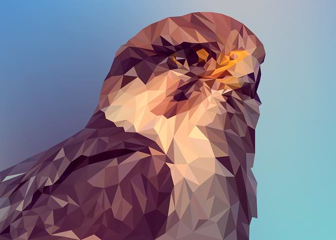 sparrowhawk