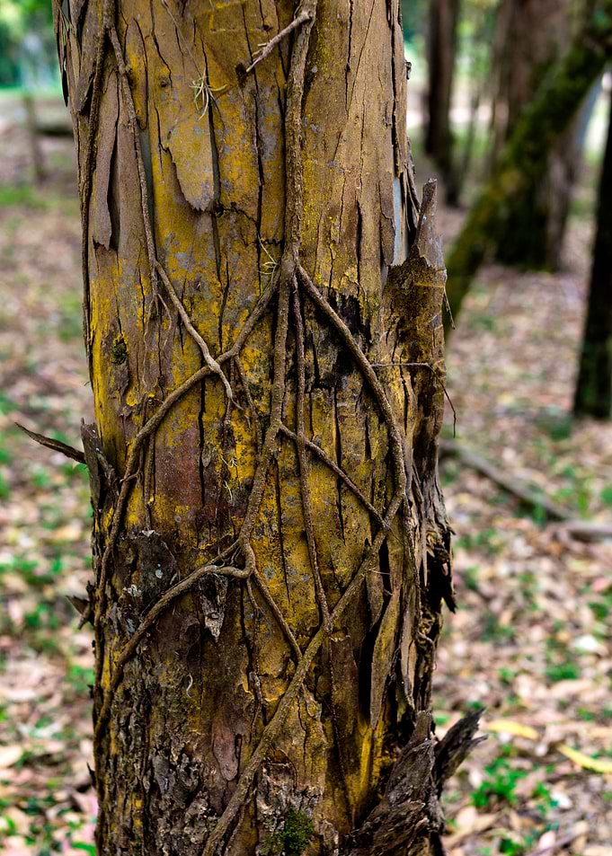 Parasite Bark Forest