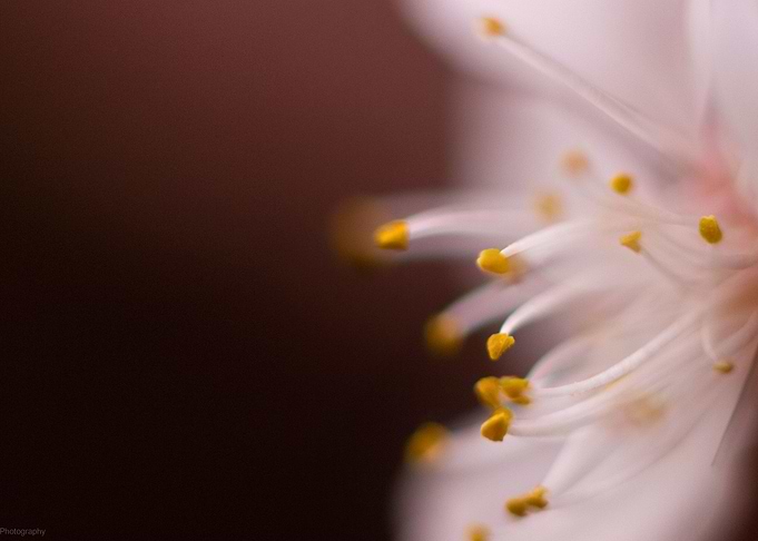 Ballet Flower