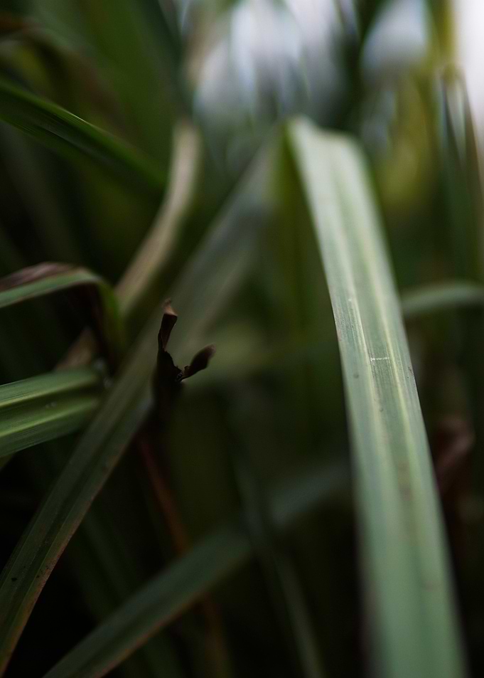 green grass